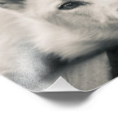 白い羊飼いの犬がデッキに フォトプリント            (角)