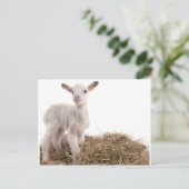 白い羊 ポストカード (スタンド正面)