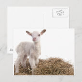 白い羊 ポストカード (正面/裏面)