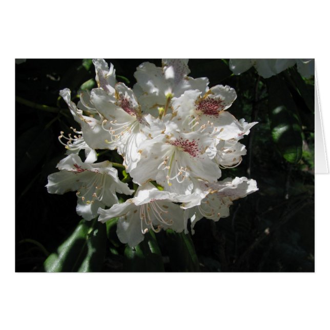 白い美しい (正面横)