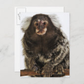 白い耳のマルモセットのブランチ、クローズアップ、スタジオ ポストカード (正面/裏面)