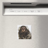 白い耳のマルモセットのブランチ、クローズアップ、スタジオ マグネット (インサイチュ (食洗機))