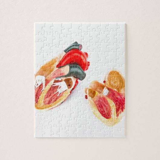 白い背景で隔離される人間のハートモデル ジグソーパズル (縦)