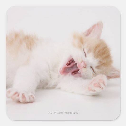白い背景にあくびをする子猫。 スクエアシール (正面)