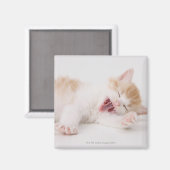 白い背景にあくびをする子猫。 マグネット (正面/裏面)