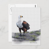 白い背景にアフリカのフィッシュイーグル ポストカード (正面/裏面)