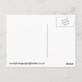 白い背景にアフリカのフィッシュイーグル ポストカード (裏面)