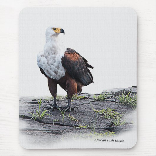 白い背景にアフリカのフィッシュイーグル マウスパッド (正面)