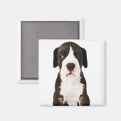 白い背景にハーレクイン大ダネの子犬 マグネット (正面/裏面)