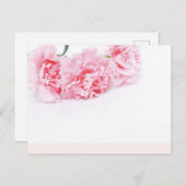 白い背景にピンクのカーネーションの花 ポストカード (正面/裏面)