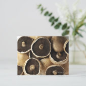 白い背景にポルトベロのキノコ ポストカード (スタンド正面)