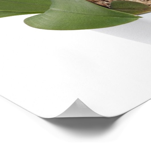 白い背景に分離されたフルフレームオーキッド ポスター (角)