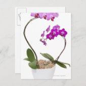 白い背景に分離されたフルフレームオーキッド ポストカード (正面/裏面)