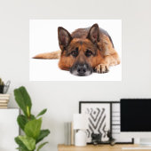 白い背景に横たわるドイツの羊飼い ポスター (ホームオフィス)