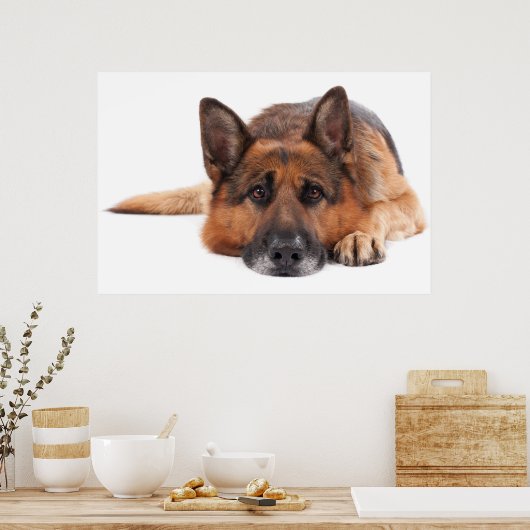 白い背景に横たわるドイツの羊飼い ポスター (キッチン)