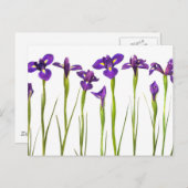 白い背景に紫の虹彩が孤立している ポストカード (正面/裏面)