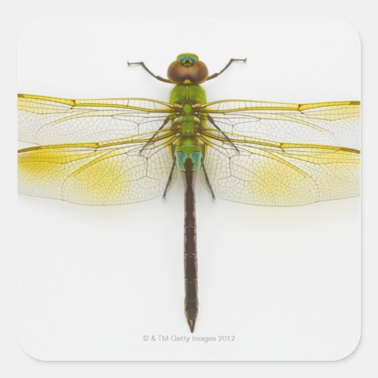 白い背景に緑のダーナー(Anax junius) スクエアシール (正面)