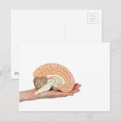 白い背景に脳半球を持つ手 ポストカード (正面/裏面)