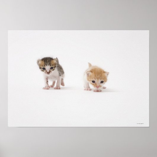 白い背景に2匹の子猫 ポスター (正面)