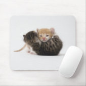 白い背景に2匹の子猫 マウスパッド (マウス)