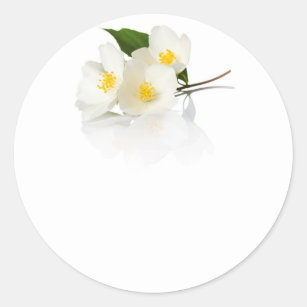 白い背景のジャスミンの花。 マクロ打撃 ラウンドシール