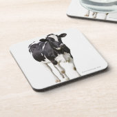 白い背景の乳牛(ウシのトーラス) コースター (左側)