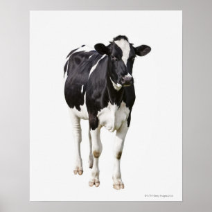 白い背景の乳牛(Bos taurus) ポスター