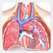 白い背景の内部体のモデル化 スクエアシール (正面)