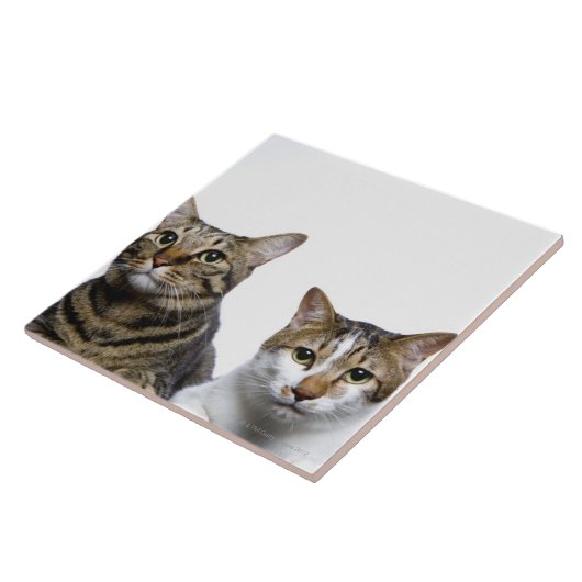 白い背景の日本のな猫そしてManx猫 タイル (側面)