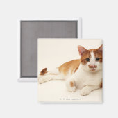 白い背景の猫 マグネット (正面/裏面)