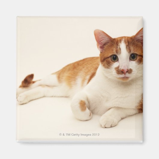白い背景の猫 マグネット (正面)