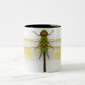 白い背景の緑のdarner (Anaxのjunius)、 ツートーンマグカップ (中央)