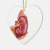 白い背景の腎臓モデルを握る手 セラミックオーナメント (左)
