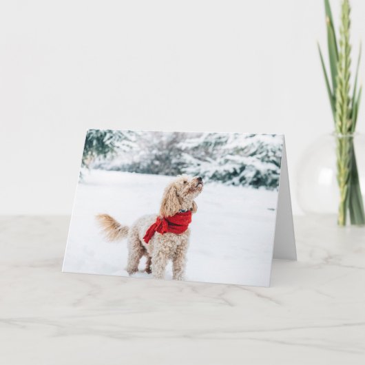 白い背景の蘭 シーズンカード (正面)