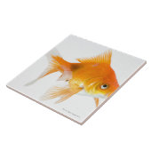 白い背景の金魚 タイル (側面)