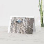 白い胸を持つヌサッチ カード (裏面)