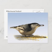 白い胸を持つヌサッチ ポストカード (正面/裏面)