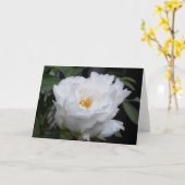 白い芍薬の花芯に黄色がある花の写真 カード (黄色い花)