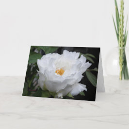 白い芍薬の花芯に黄色がある花の写真 カード