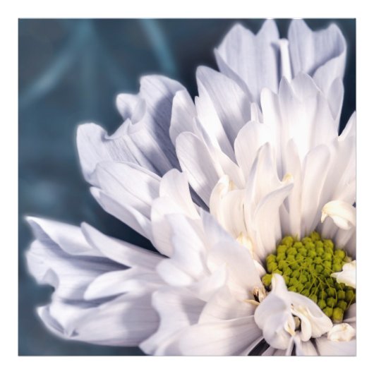白い花が美しい フォトプリント            (正面)