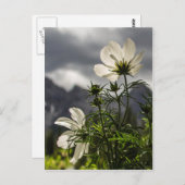 白い花と山 ポストカード (正面/裏面)