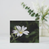 白い花のはがき ポストカード (スタンド正面)