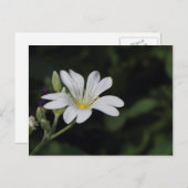 白い花のはがき ポストカード (正面/裏面)
