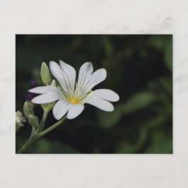 白い花のはがき ポストカード