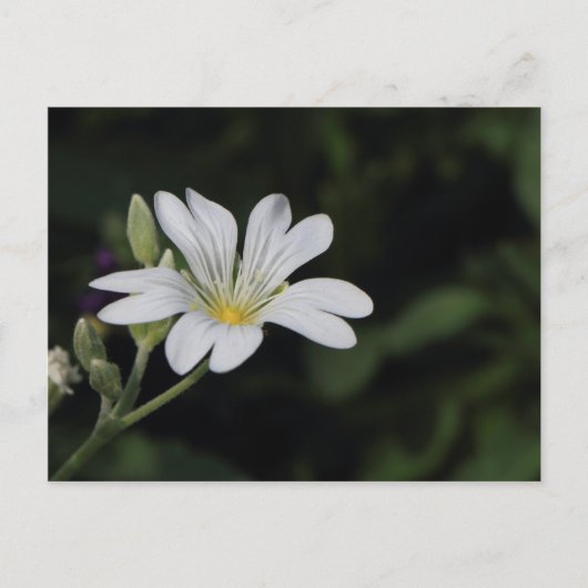 白い花のはがき ポストカード (正面)