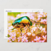 白い花のカブトムシ ポストカード (正面/裏面)