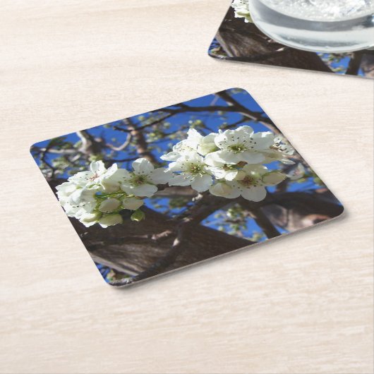 白い花のクラスタ春花の梨の木 スクエアペーパーコースター (アングル)