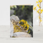 白い花のグリーティングカードに蜂 カード (黄色い花)