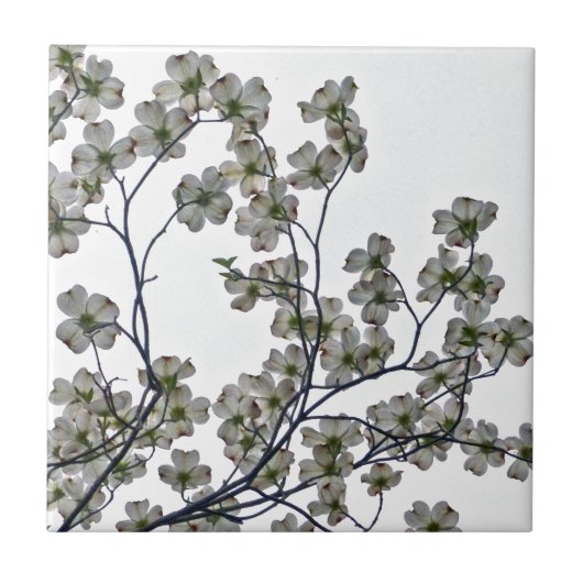 白い花のハナミズキ タイル (正面)
