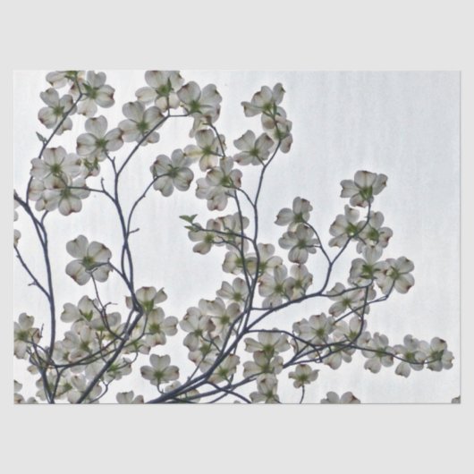 白い花のハナミズキ 薄葉紙 (正面)